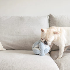Lambwolf Collective MONTI Dog Enrichment Toy Baby Blue