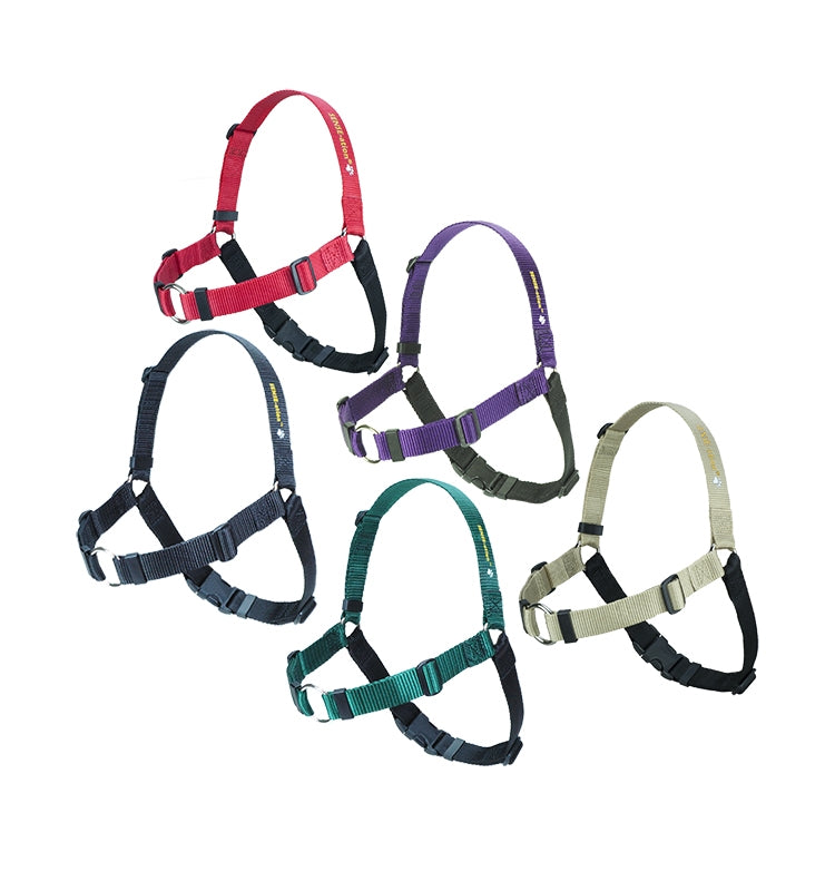 SENSEation Harness Abel Pet Supply