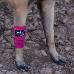Coolaid Canine Icing Wraps