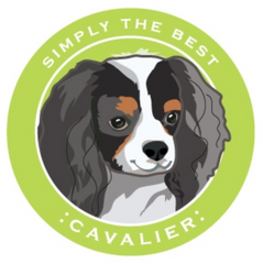 Simply the Best Car Magnet Bernese Mountain Dog