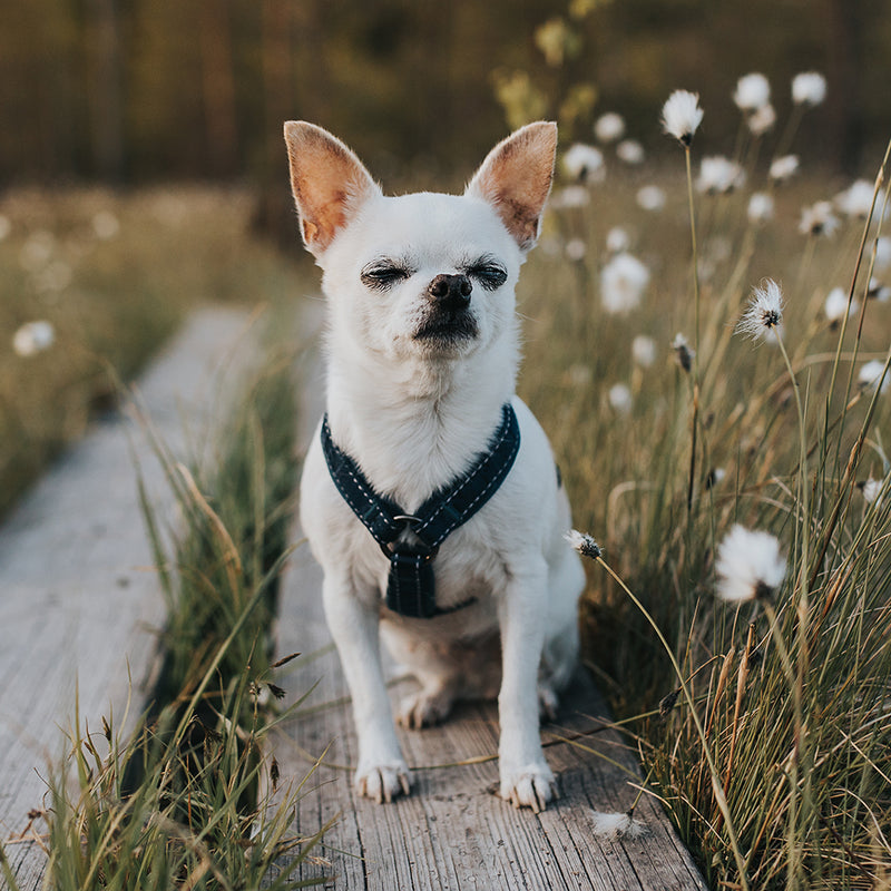 Hurtta Casual Padded Y-Harness Abel Pet Supply